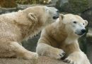 Addio orsi polari: il 30% a rischio entro 35 anni per colpa nostra