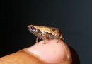 Tenerissime mini rane scoperte in Madagascar: le splendide immagini delle nuove specie